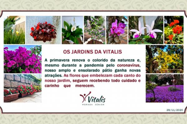 Informe 100 - Os floridos jardins da Vitalis